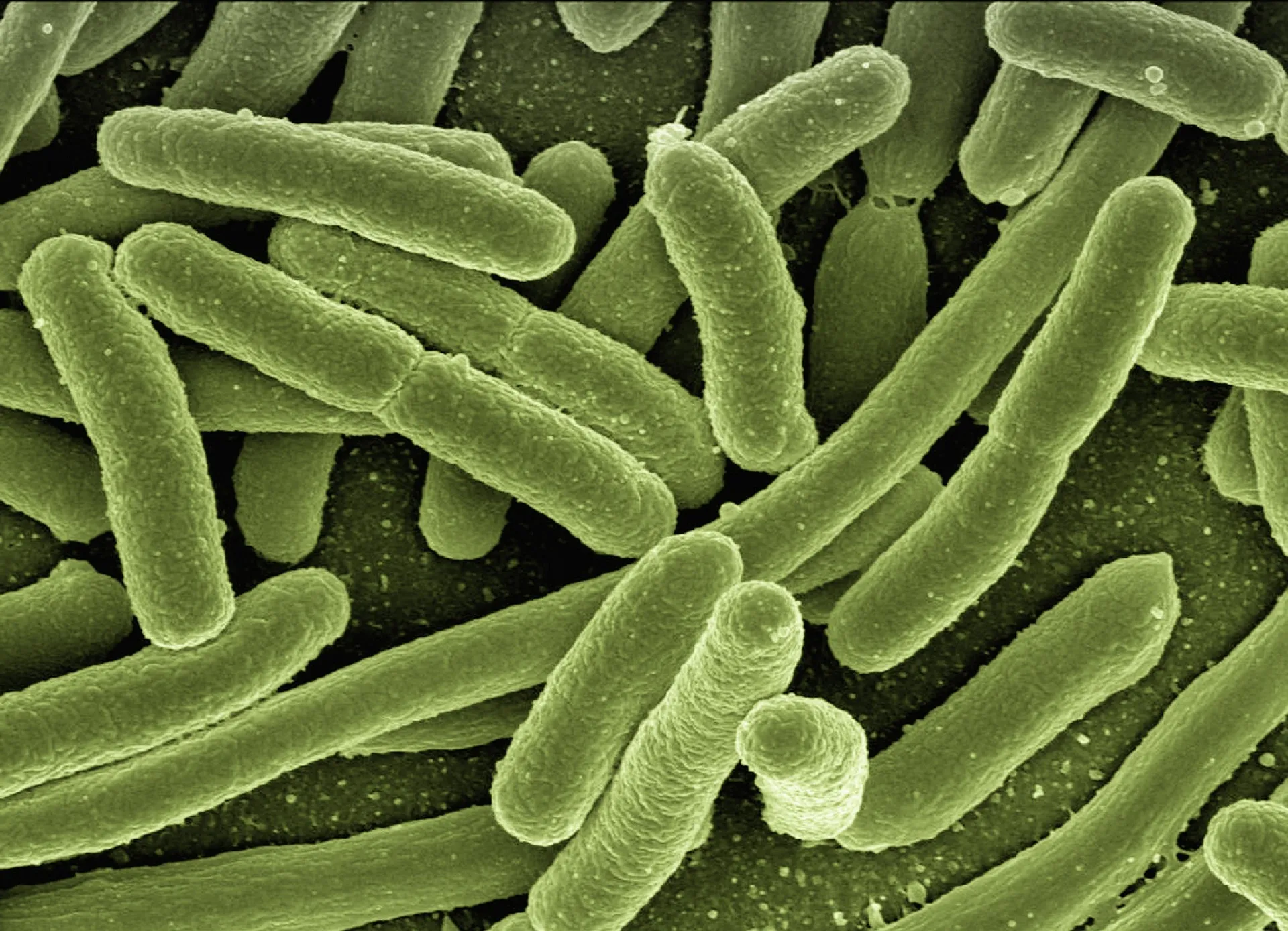 Imagem de bactérias verdes em formato bastão - bacilos